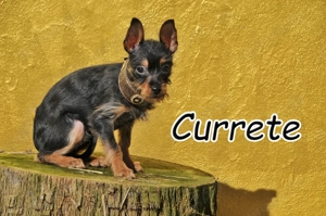 Bist du der Mensch, der diesem charmanten, lebensfrohen kleinen Kerl die Welt zeigt?