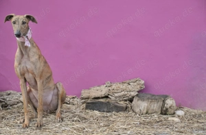 Wer schenkt dieser sanften, verschmusten Galga ein Zuhause? Bild 2