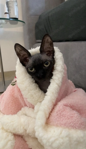 SUCHE Spielgefährten für meine Sphynx 