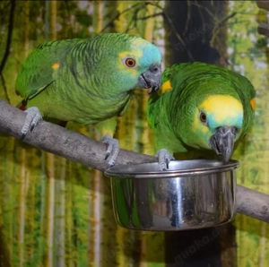 Blaustirnamazonen Pärchen