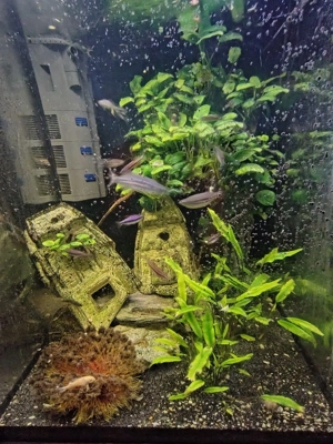 Verschiedene Fische wegen Aufgabe zu verkaufen