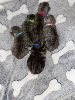 BKH Kitten reinrassig 