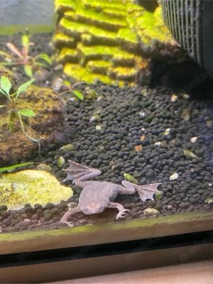 Süßwasserfrosch Bild 3