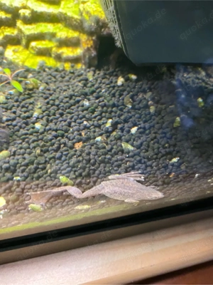 Süßwasserfrosch Bild 2