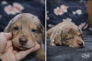 Australian Shepherd x Viszlador Welpen