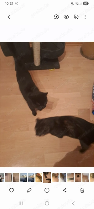 Katzen suchen neuen Dosenöffner