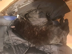 Schwarzer Kater abzugeben Bild 2