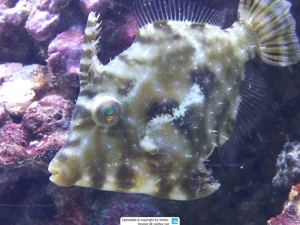 Tangfeilenfisch, Seegrasfeilenfisch