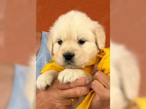 Golden Retriever Welpen