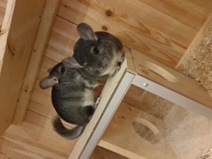 3 Chinchillabrüder abzugeben 150 EUR (auf Wunsch mit Käfig,Laufrad, Sandbad 300 EUR)