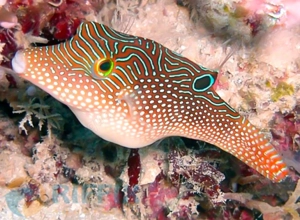 Augenfleck-Spitzkopf-Kugelfisch