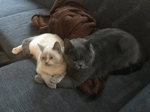 BKH Pärchen sucht liebevolles Zuhause