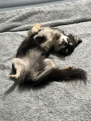 Charly der Deckrüde  Bild 2