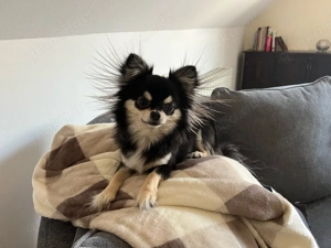 Charly der Deckrüde 