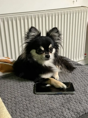 Charly der Deckrüde  Bild 3