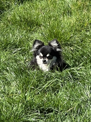 Charly der Deckrüde  Bild 4