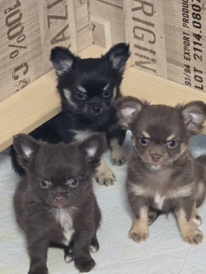 Charly der Deckrüde  Bild 5