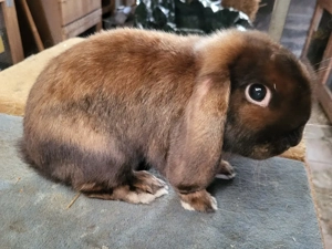 Wunderbare Zwergwidder Satin Häsin