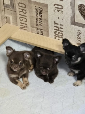 Charly der Deckrüde  Bild 7