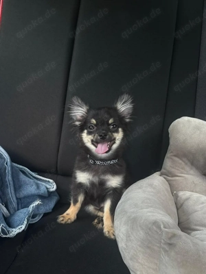 Charly der Deckrüde  Bild 6