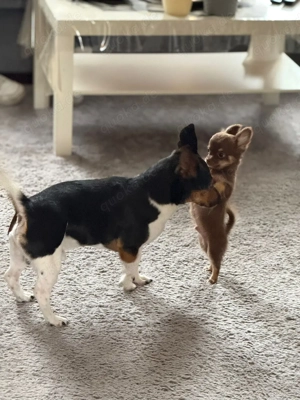 Charly der Deckrüde  Bild 9