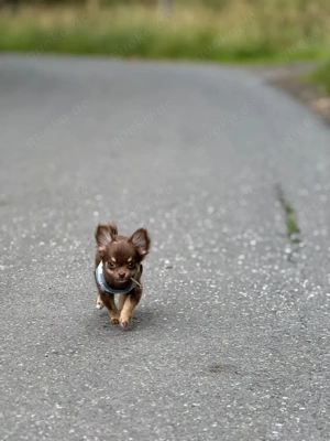 Charly der Deckrüde  Bild 8