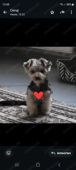 Verkaufe sehr lieben Yorkshire Terrier NUR IN SEHR LIEBE HÄNDEN 