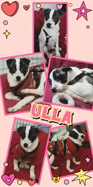 liebes, katzenverträgliches, schönes Welpenmädchen "Ulla" sucht ein liebevolles Zuhause 