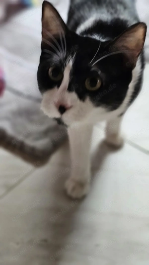 Europäische KH Katze (Nami) 