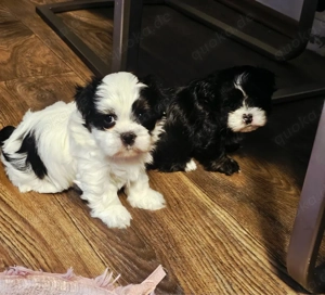 Wunderschöne Shih Tzu Weibchen   liebevoll aufgezogen   1.500 