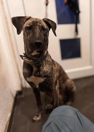 Arnie nun Archie sucht neues Zuhause