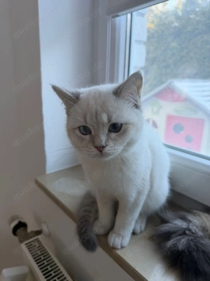 Schweren Herzens suchen wir ein liebevolles Zuhause für unsere zwei Katzen