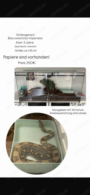 Männliche Kaiserboa zu verkaufen 