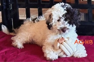 Zwergpudel Pudel braun gescheckt Rüde mit Ahnentafel Gentests sucht Zuhause auf Lebenszeit