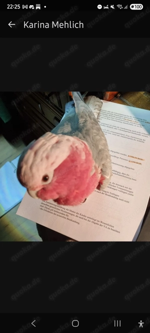 1,1 Rosakakadus zu verkaufen