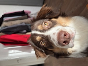 Australian Shepherd, Labrador Mix 9 Monate 