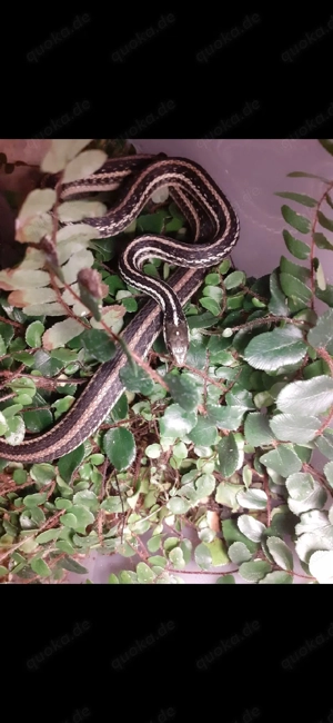 Terrarien und zubehör gesucht