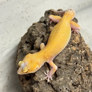 Leopardgecko Tangerine Radar Weibchen 