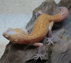 Leopardgecko Sunfire Radar Weibchen 