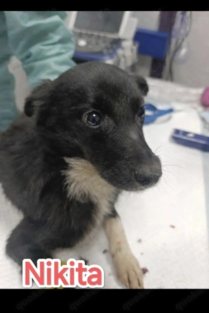 Nikita braucht ein liebevolles Zuhause