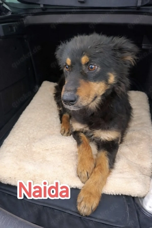 Naida - hast du ein Körbchen frei?