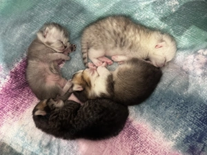  BKH Katzenbabys abzugeben   