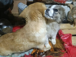 Buffy - schenkst du ihr ein liebevolles Zuhause? Bild 3