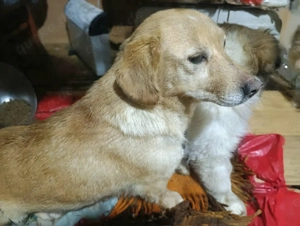 Buffy - schenkst du ihr ein liebevolles Zuhause? Bild 2