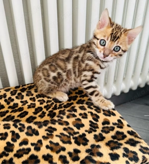 Bengal kitten Reinrassig  
