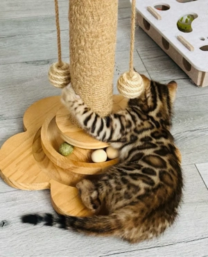 Bengal kitten  Reinrassig