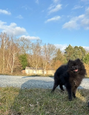 Zwergspitz Koda sucht ein neues liebevolles Zuhause 