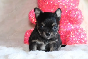 Reinrassiger Chihuahua Rüde mit Ahnentafel 