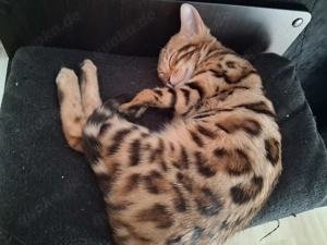 Bengal zu verkaufen weiblich