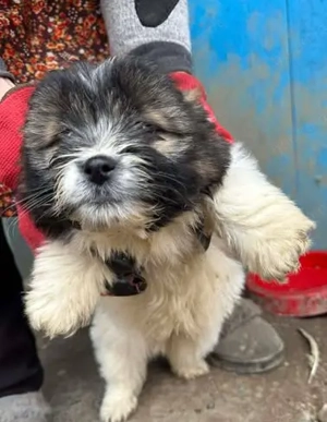 Süßer Welpe Pit - unser kleiner Flauschball
